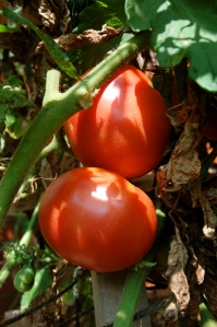 Ripe tomatoes by Bruce Stambaugh