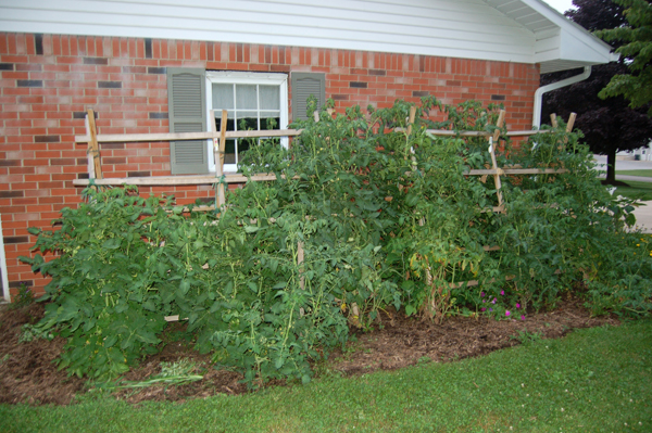 Tomatoes mid-July by Bruce Stambaugh