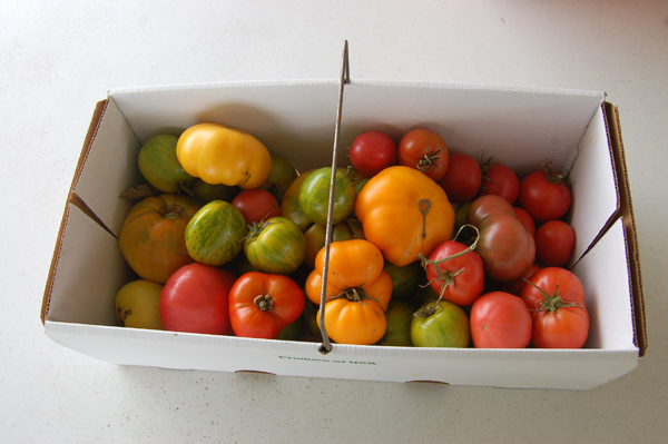 Picked tomatoes by Bruce Stambaugh