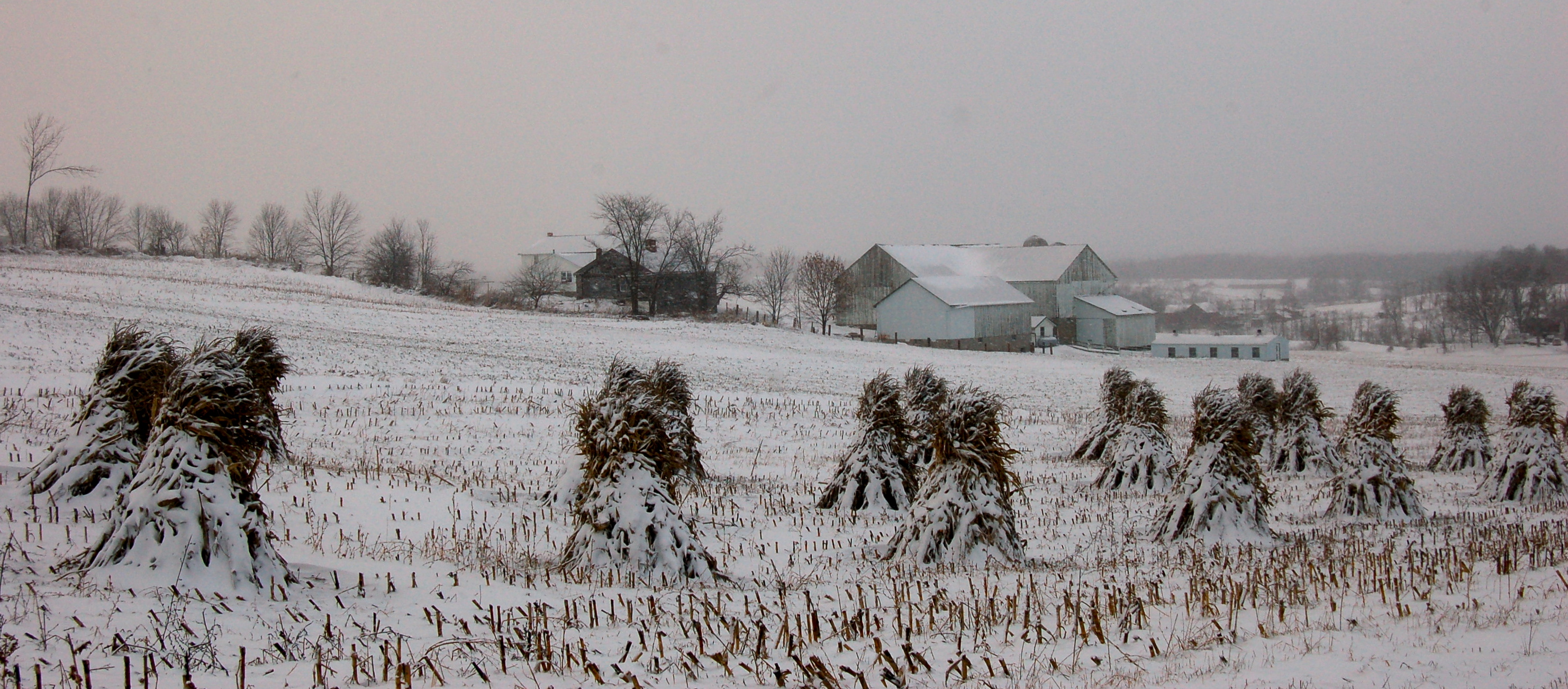 Snow covered cornshalks by Bruce Stambaugh