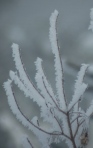 Hoar frost by Bruce Stambaugh
