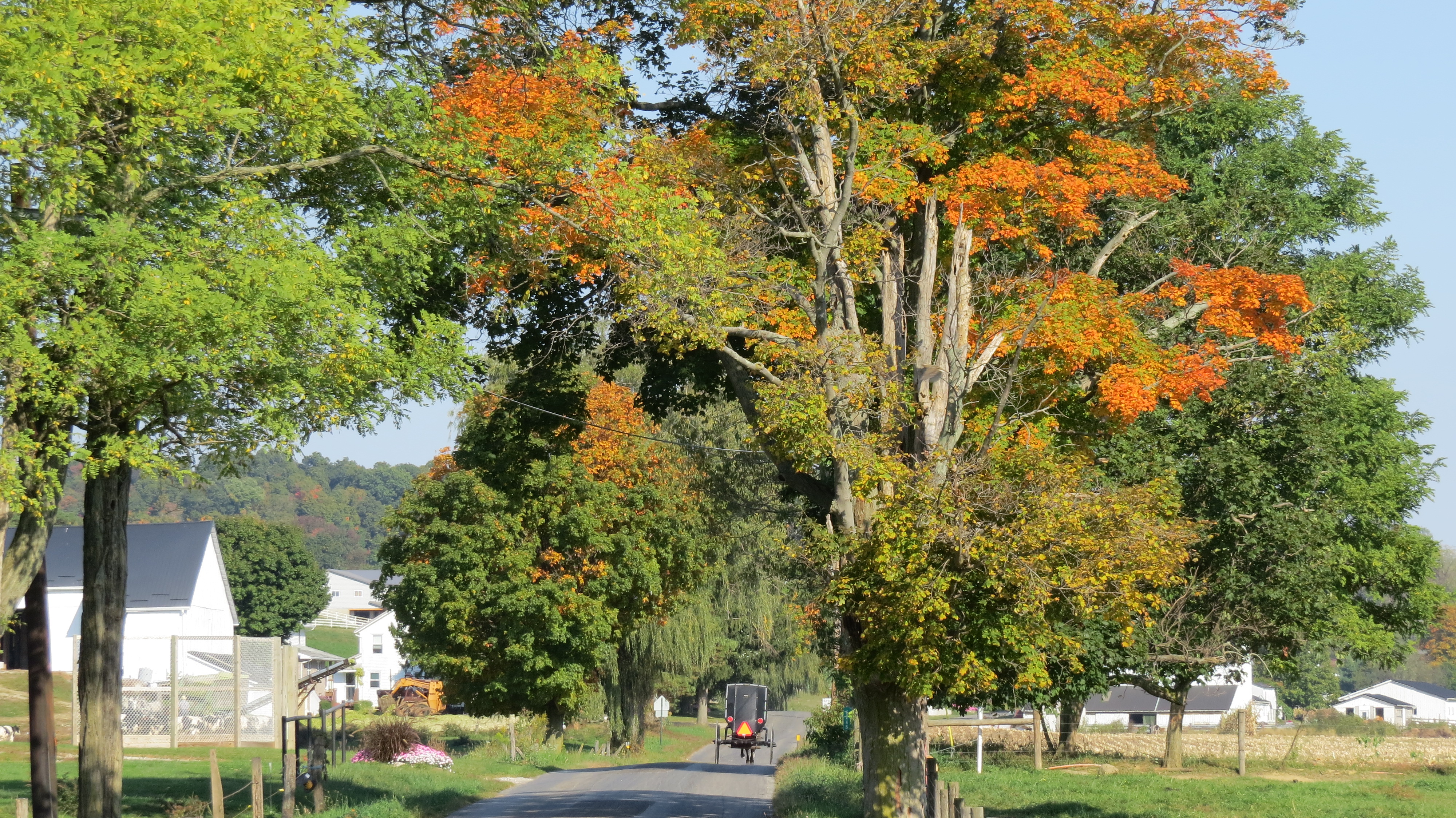 Amish buggy fall leaves by Bruce Stambaugh