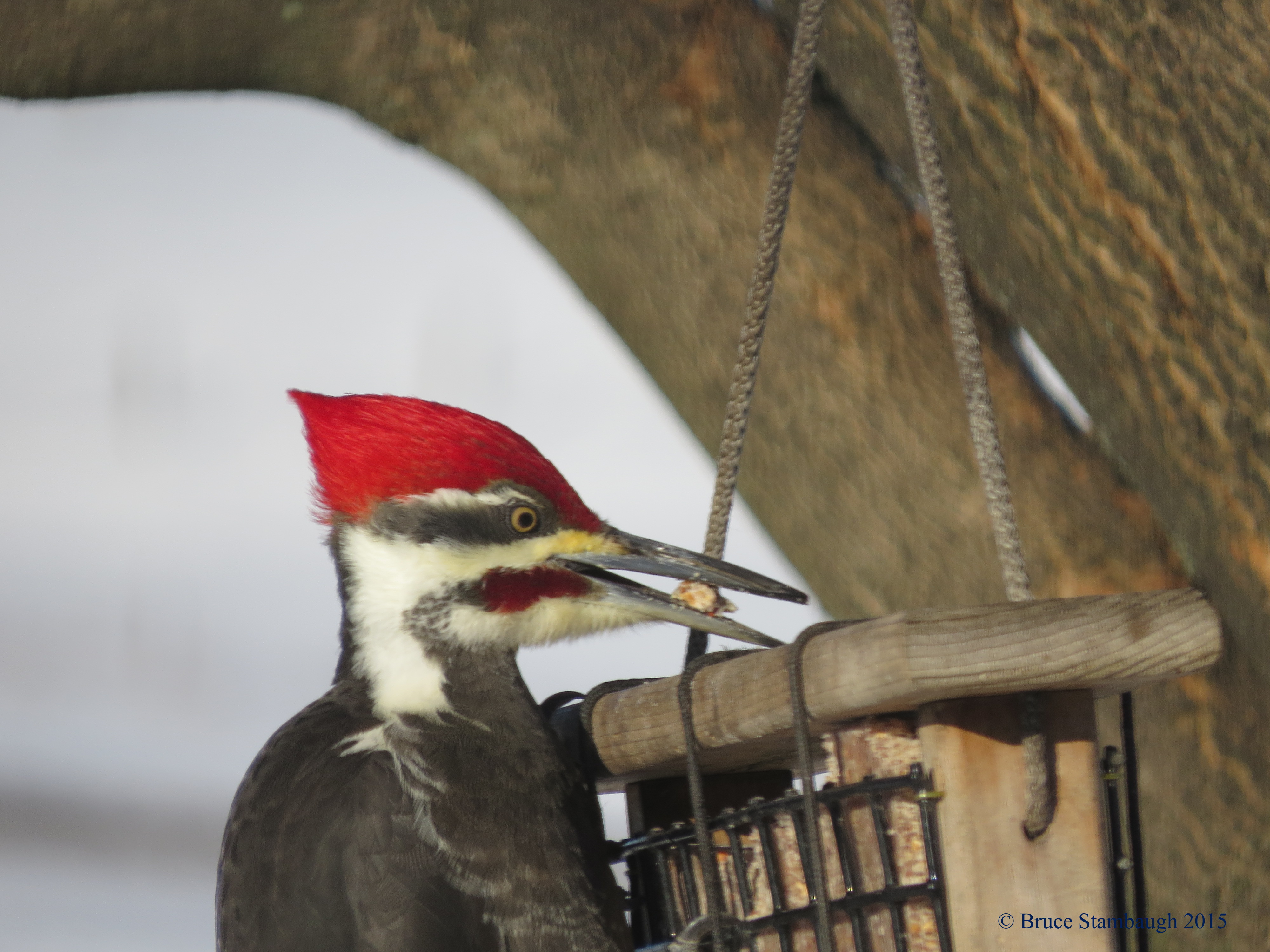 male pileated woodpecker, pileated woodpecker feeding