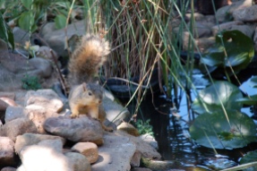 squirrel at pond
