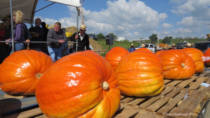 giant pumpkins, produce auction