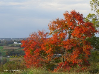 colorful oak tree