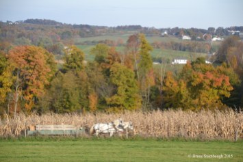 picking corn, white horses