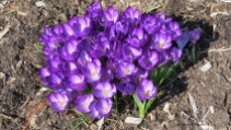 spring flowers, crocuses