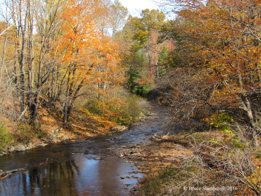 fall colors along mountain stream