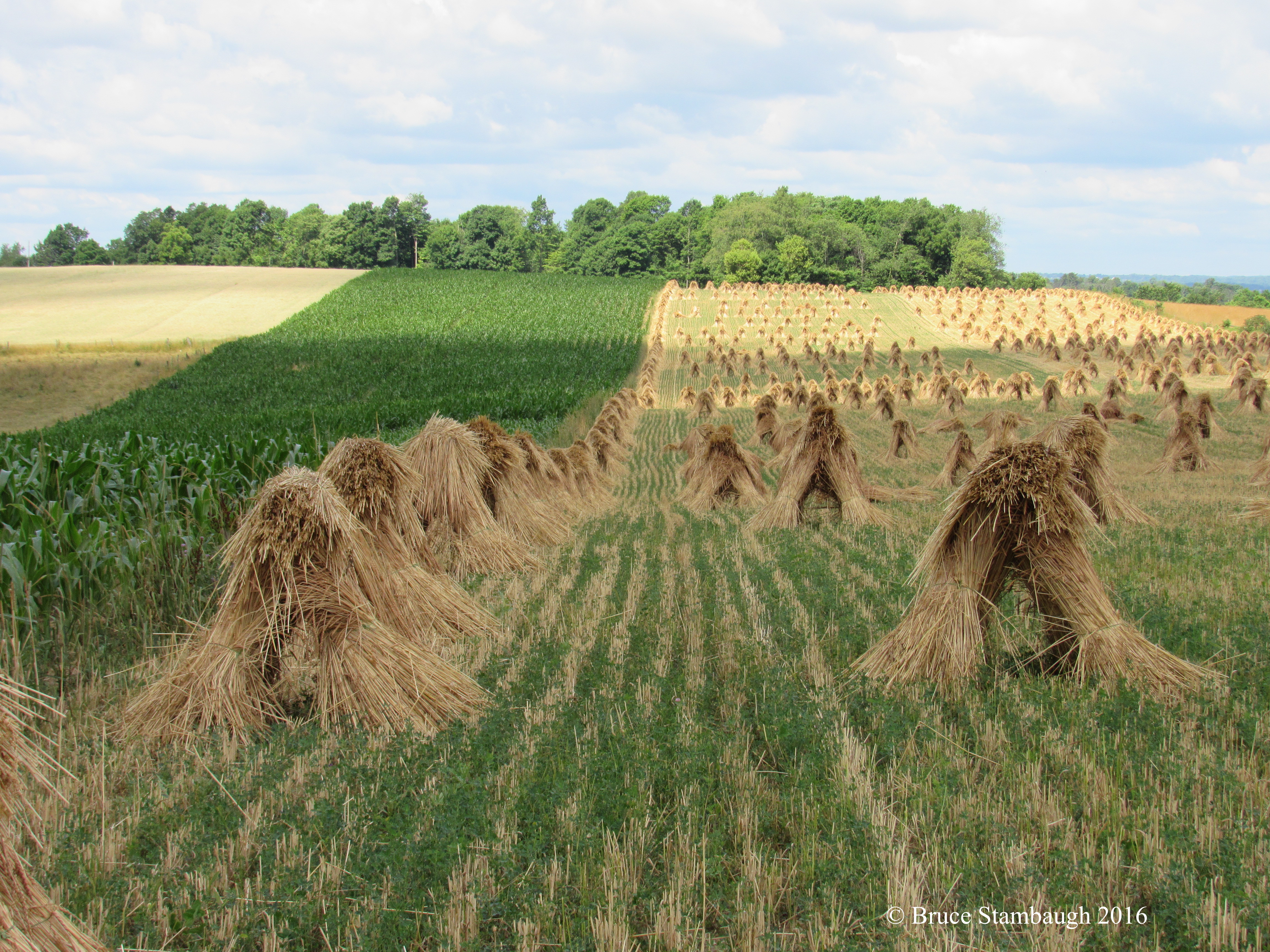 wheat shocks, grain fields
