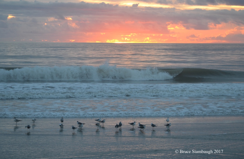 dawn, shorebirds, Atlantic Ocean