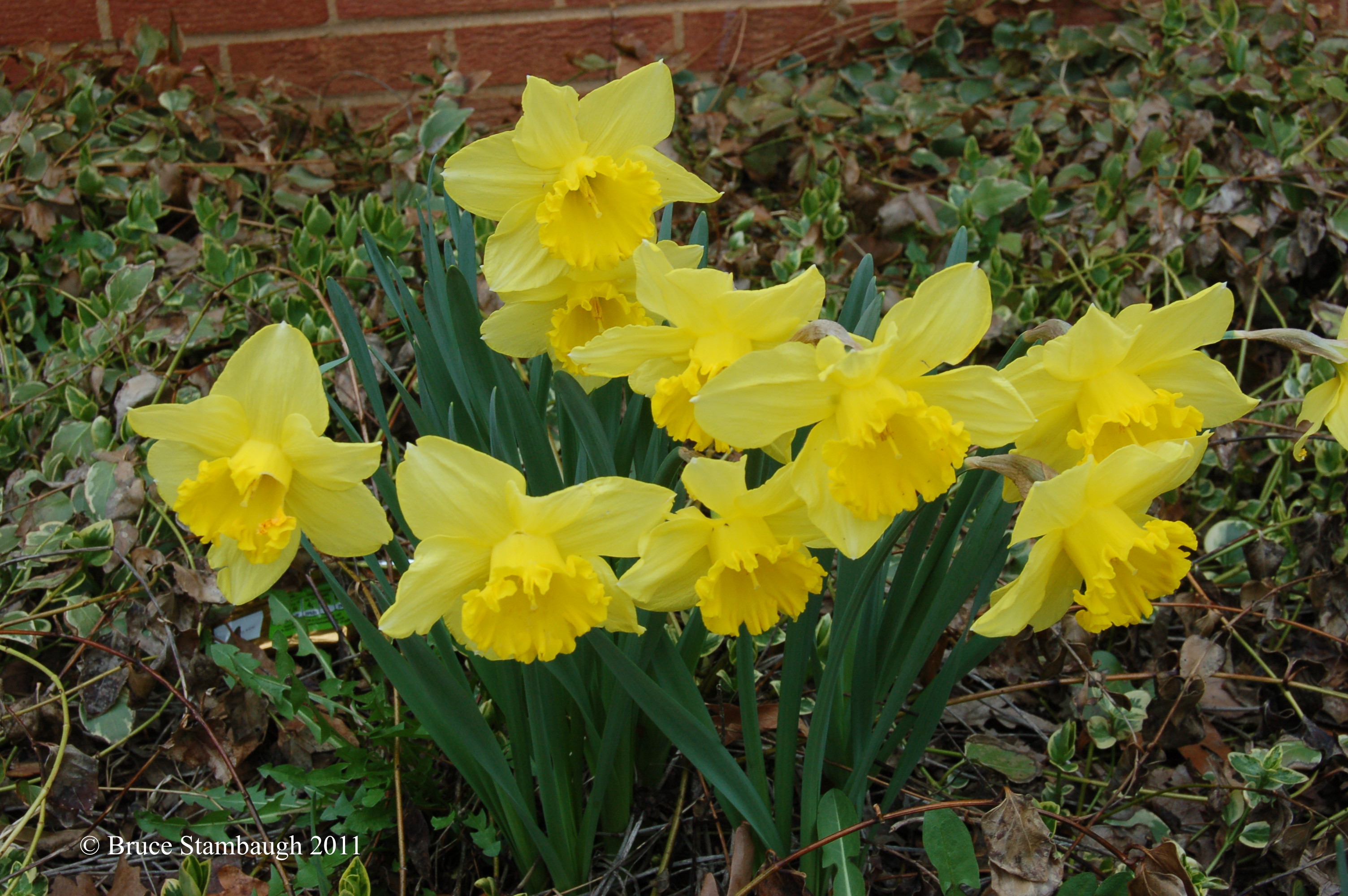 blooming daffodils
