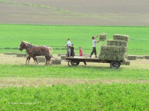 Amish farmers