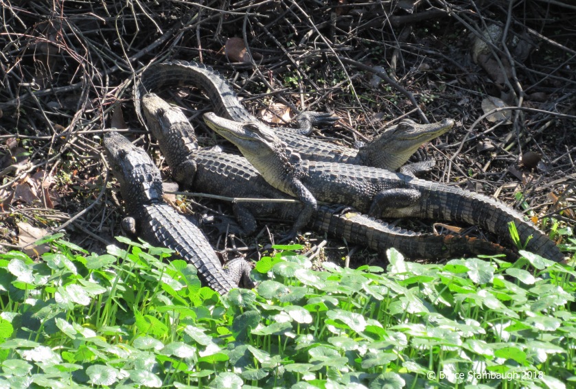 baby alligators, Egans Creek Greenway, Fernandina Beach FL